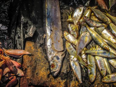 Balıklar ve deniz ürünleri farklı türde closeup Güney Hindistan'da balık pazarında satılan