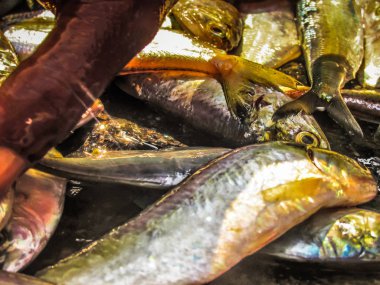 Balıklar ve deniz ürünleri farklı türde closeup Güney Hindistan'da balık pazarında satılan