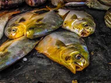 Balıklar ve deniz ürünleri farklı türde closeup Güney Hindistan'da balık pazarında satılan