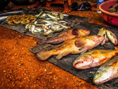 Balıklar ve deniz ürünleri farklı türde closeup Güney Hindistan'da balık pazarında satılan