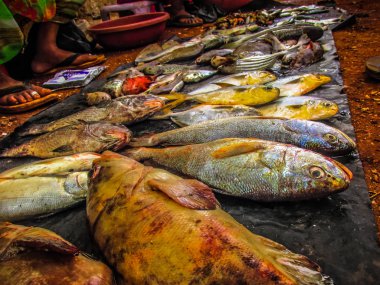 Balıklar ve deniz ürünleri farklı türde closeup Güney Hindistan'da balık pazarında satılan