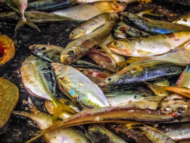 Balıklar ve deniz ürünleri farklı türde closeup Güney Hindistan'da balık pazarında satılan