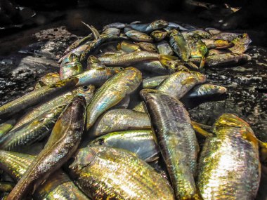 Balıklar ve deniz ürünleri farklı türde closeup Güney Hindistan'da balık pazarında satılan