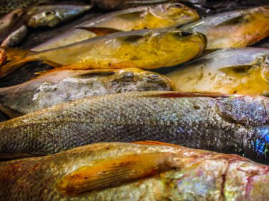 Balıklar ve deniz ürünleri farklı türde closeup Güney Hindistan'da balık pazarında satılan