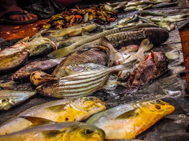 Balıklar ve deniz ürünleri farklı türde closeup Güney Hindistan'da balık pazarında satılan