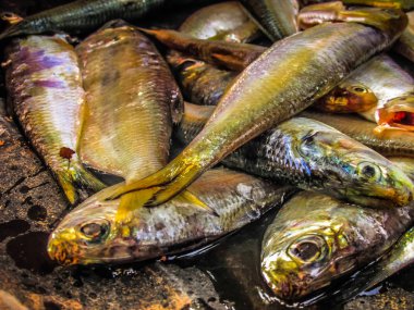 Balıklar ve deniz ürünleri farklı türde closeup Güney Hindistan'da balık pazarında satılan