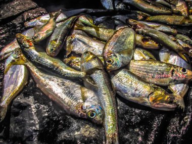 Balıklar ve deniz ürünleri farklı türde closeup Güney Hindistan'da balık pazarında satılan