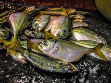 Balıklar ve deniz ürünleri farklı türde closeup Güney Hindistan'da balık pazarında satılan