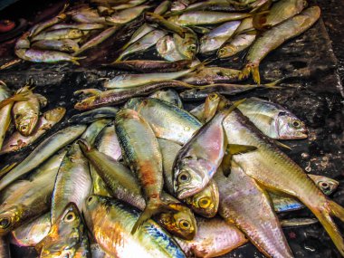 Balıklar ve deniz ürünleri farklı türde closeup Güney Hindistan'da balık pazarında satılan
