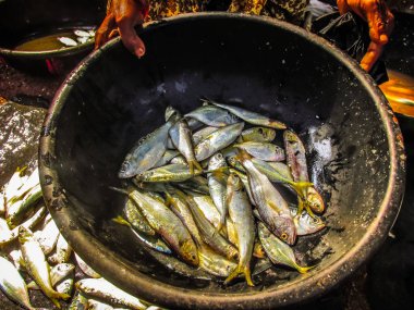Balıklar ve deniz ürünleri farklı türde closeup Güney Hindistan'da balık pazarında satılan