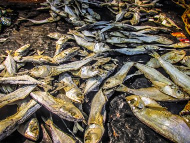 Balıklar ve deniz ürünleri farklı türde closeup Güney Hindistan'da balık pazarında satılan