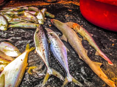 Balıklar ve deniz ürünleri farklı türde closeup Güney Hindistan'da balık pazarında satılan