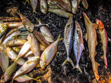 Balıklar ve deniz ürünleri farklı türde closeup Güney Hindistan'da balık pazarında satılan