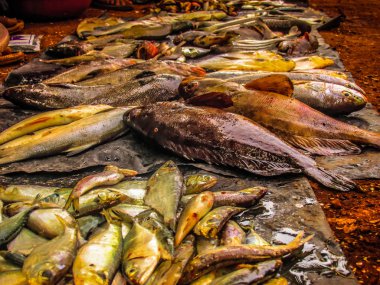 Balıklar ve deniz ürünleri farklı türde closeup Güney Hindistan'da balık pazarında satılan