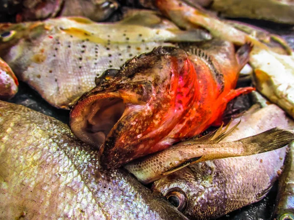 Balıklar ve deniz ürünleri farklı türde closeup Güney Hindistan'da balık pazarında satılan