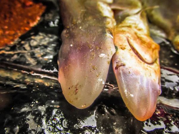 Primer Plano Los Diferentes Tipos Peces Mariscos Que Venden Mercado — Foto de Stock