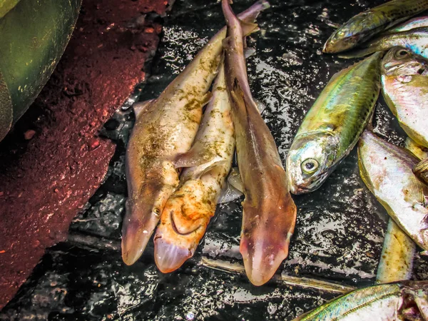 Balıklar ve deniz ürünleri farklı türde closeup Güney Hindistan'da balık pazarında satılan