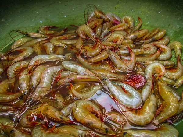 Gros Plan Différents Types Poissons Fruits Mer Vendus Dans Marché — Photo