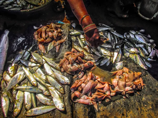 Balıklar ve deniz ürünleri farklı türde closeup Güney Hindistan'da balık pazarında satılan