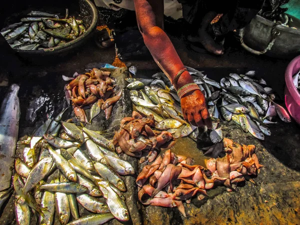 Balıklar ve deniz ürünleri farklı türde closeup Güney Hindistan'da balık pazarında satılan