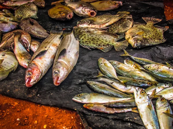 Balıklar ve deniz ürünleri farklı türde closeup Güney Hindistan'da balık pazarında satılan