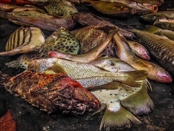 Balıklar ve deniz ürünleri farklı türde closeup Güney Hindistan'da balık pazarında satılan