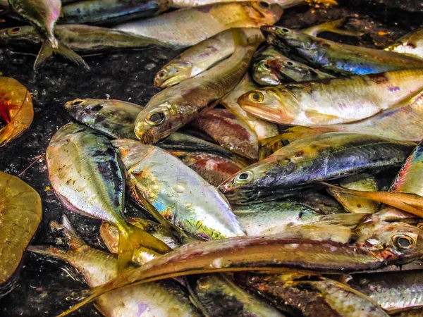 Balıklar ve deniz ürünleri farklı türde closeup Güney Hindistan'da balık pazarında satılan