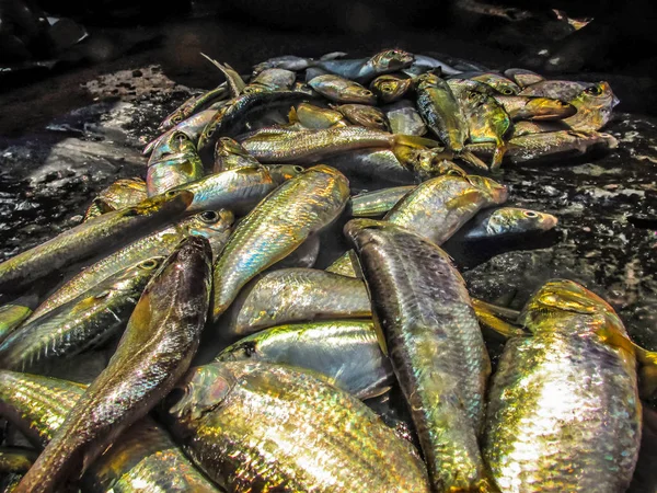 Balıklar ve deniz ürünleri farklı türde closeup Güney Hindistan'da balık pazarında satılan