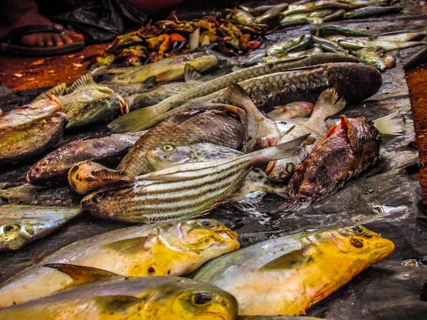 Balıklar ve deniz ürünleri farklı türde closeup Güney Hindistan'da balık pazarında satılan