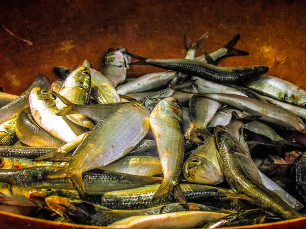 Balıklar ve deniz ürünleri farklı türde closeup Güney Hindistan'da balık pazarında satılan