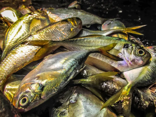 Balıklar ve deniz ürünleri farklı türde closeup Güney Hindistan'da balık pazarında satılan