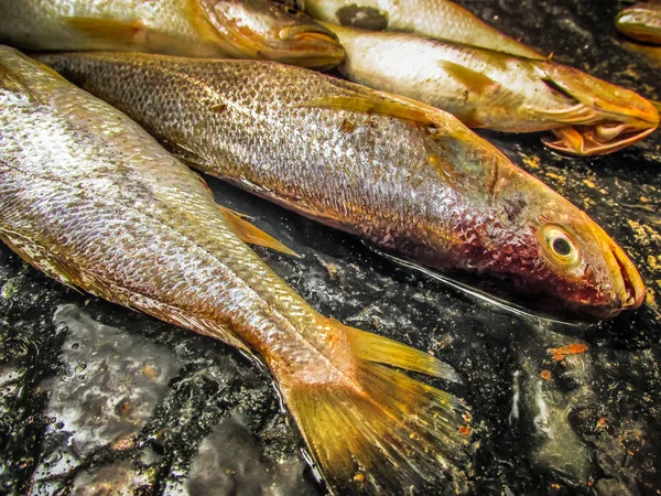Balıklar ve deniz ürünleri farklı türde closeup Güney Hindistan'da balık pazarında satılan