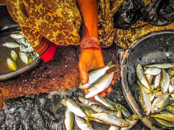 Balıklar ve deniz ürünleri farklı türde closeup Güney Hindistan'da balık pazarında satılan