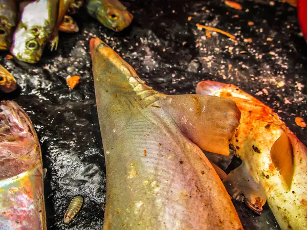 Balıklar ve deniz ürünleri farklı türde closeup Güney Hindistan'da balık pazarında satılan
