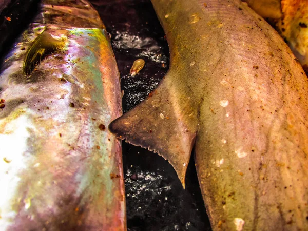 Balıklar ve deniz ürünleri farklı türde closeup Güney Hindistan'da balık pazarında satılan