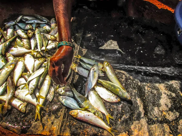 Nahaufnahme Verschiedener Arten Von Fisch Und Meeresfrüchten Die Auf Dem — Stockfoto