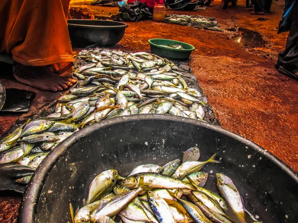 Balıklar ve deniz ürünleri farklı türde closeup Güney Hindistan'da balık pazarında satılan
