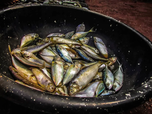 Balıklar ve deniz ürünleri farklı türde closeup Güney Hindistan'da balık pazarında satılan