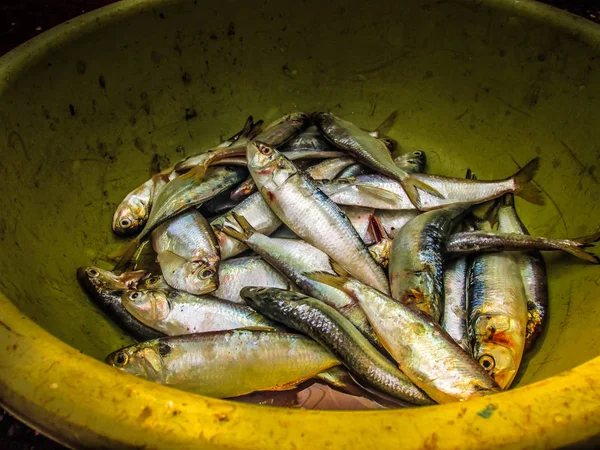 Balıklar ve deniz ürünleri farklı türde closeup Güney Hindistan'da balık pazarında satılan