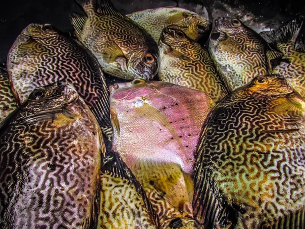 Balıklar ve deniz ürünleri farklı türde closeup Güney Hindistan'da balık pazarında satılan