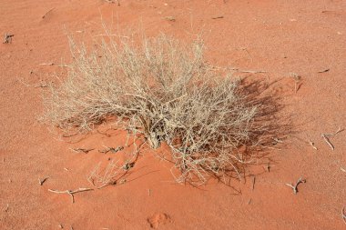 Ürdün çöl manzara görünümünü 