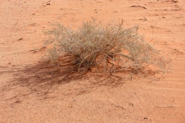 Ürdün çöl manzara görünümünü 
