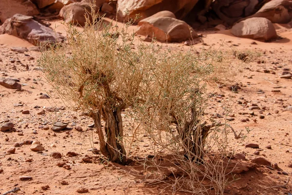 Vista Paisagem Deserto Jordânia — Fotografia de Stock