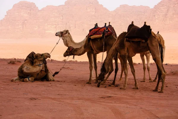 Blick Auf Die Jordanische Wüstenlandschaft — Stockfoto