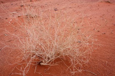 Ürdün çöl manzara görünümünü 