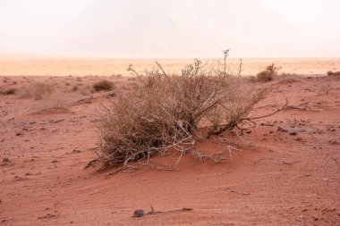 Ürdün çöl manzara görünümünü 