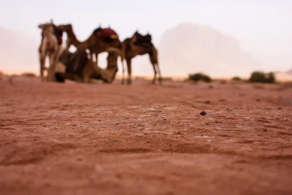 Visa Jordanska Öknen Landskap — Stockfoto