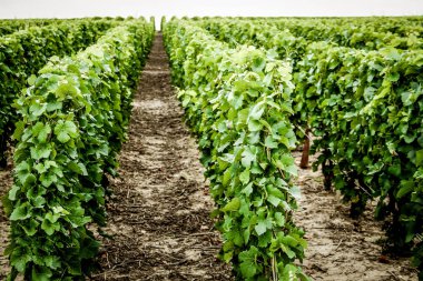 Reims Champagne alanda Fransa üzerinden bağ görünümünü