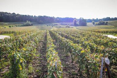 Reims Champagne alanda Fransa üzerinden bağ görünümünü