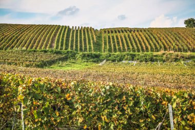 Reims Champagne alanda Fransa üzerinden bağ görünümünü
